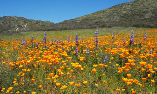 Photo of Murrieta, CA